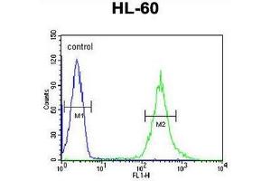 ST8SIA4 Antibody (Center) flow cytometric analysis of HL-60 cells (right histogram) compared to a negative control cell (left histogram). (ST8SIA4 抗体  (Middle Region))