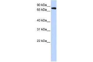 Western Blotting (WB) image for anti-Potassium Voltage-Gated Channel, Shaw-Related Subfamily, Member 3 (KCNC3) antibody (ABIN2458131) (KCNC3 抗体)