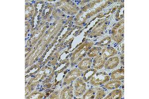 Immunohistochemistry of paraffin-embedded rat kidney using ANXA8L2 antibody (ABIN5975720) at dilution of 1/100 (40x lens). (ANXA8L2 抗体)