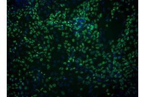 Immunofluorescent staining of FoxA2 in definitive endoderm derived from human embryonic stem (ES) cells. (FOXA2 抗体)