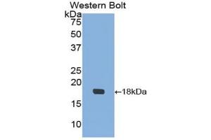 Western blot analysis of the recombinant protein. (IGFBP3 抗体)
