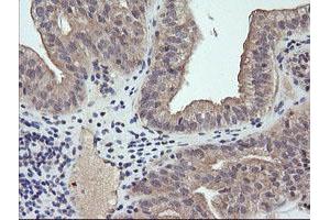 Image no. 2 for anti-RAB21, Member RAS Oncogene Family (RAB21) antibody (ABIN1500541) (RAB21 抗体)