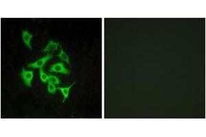 Immunofluorescence (IF) image for anti-Relaxin/insulin-Like Family Peptide Receptor 4 (RXFP4) (AA 321-370) antibody (ABIN2890786) (RXFP4 抗体  (AA 321-370))