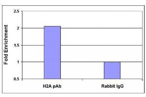 Histone H2A, acidic patch pAb tested by ChIP analysis. (Histone H2A, Idic Patch (AA 89-91) 抗体)