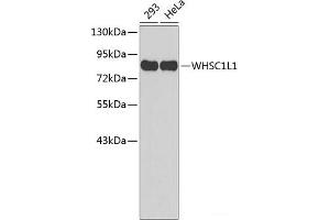 Western blot analysis of extracts of various cell lines using WHSC1L1 Polyclonal Antibody. (WHSC1L1 抗体)