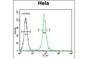 ADO Antibody (C-term) (ABIN655033 and ABIN2844665) flow cytometric analysis of Hela cells (right histogram) compared to a negative control cell (left histogram). (ADO 抗体  (C-Term))