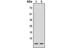 Western blot analysis of EIF1 expression in HEK293T (A), Raw264. (EIF1 抗体  (C-Term))