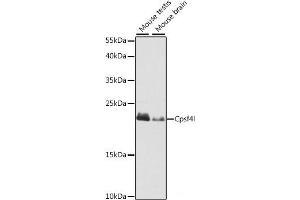 Western blot analysis of extracts of various cell lines using Cpsf4l Polyclonal Antibody at dilution of 1:1000. (CPSF4L 抗体)