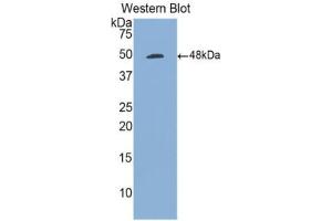 Western blot analysis of the recombinant protein. (CD70 抗体  (AA 47-191))