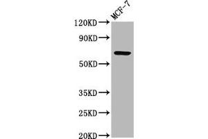 Western Blot Positive WB detected in: MCF-7 whole cell lysate All lanes: RYK antibody at 3. (RYK 抗体  (AA 494-586))