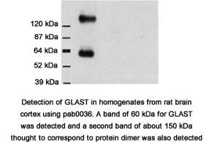 Image no. 2 for anti-Solute Carrier Family 1 (Glial High Affinity Glutamate Transporter), Member 3 (SLC1A3) (C-Term) antibody (ABIN346976) (SLC1A3 抗体  (C-Term))