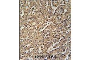 ENASE Antibody (Center) (ABIN655007 and ABIN2844642) immunohistochemistry analysis in formalin fixed and paraffin embedded human spleen tissue followed by peroxidase conjugation of the secondary antibody and DAB staining.