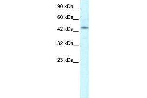 WB Suggested Anti-IRX2 Antibody Titration:  1. (IRX2 抗体  (Middle Region))
