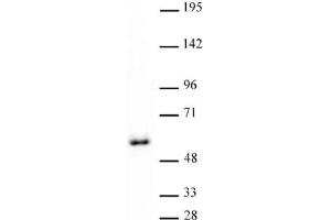 GATA-4 antibody (pAb) tested by Western blot. (GATA4 抗体  (C-Term))