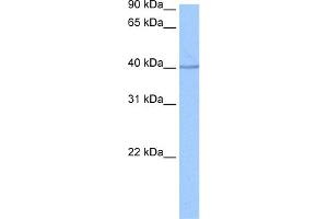 WB Suggested Anti-SP6 Antibody Titration:  0. (SP6 抗体  (C-Term))