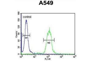CLU Antibody (N-term) flow cytometric analysis of A549 cells (right histogram) compared to a negative control cell (left histogram). (Clusterin 抗体  (N-Term))