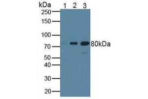 Figure. (BRCA1 抗体  (AA 19-83))