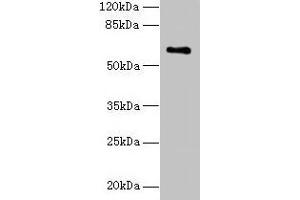 Western blot All lanes: CWF19L1 antibody at 4 μg/mL + Raji whole cell lysate Secondary Goat polyclonal to rabbit IgG at 1/10000 dilution Predicted band size: 61, 28, 46 kDa Observed band size: 61 kDa (CWF19L1 抗体  (AA 101-330))