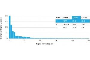 Analysis of Protein Array containing more than 19,000 full-length human proteins using NGFR Mouse Monoclonal Antibody (NGFR/1964). (NGFR 抗体  (AA 281-421))