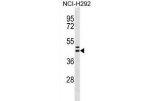 Western Blotting (WB) image for anti-Motilin Receptor (MLNR) antibody (ABIN2996887) (Motilin Receptor 抗体)