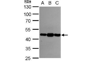 WB Image Asporin antibody [N3C1], Internal detects Asporin protein by western blot analysis. (Asporin 抗体)