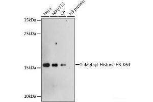 Western blot analysis of extracts of various cell lines using TriMethyl-Histone H3-K64 Polyclonal Antibody at dilution of 1:1000. (Histone 3 抗体  (3meLys64))