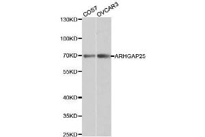 Western Blotting (WB) image for anti-rho GTPase Activating Protein 25 (ARHGAP25) (AA 1-370) antibody (ABIN3021770)