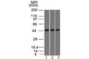 Western blot of K562 and HEK293 cell lysates using Napsin-A antibody (NAPSA/1238)