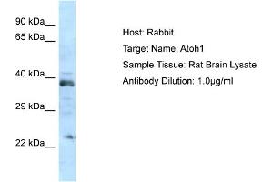 Host: Rabbit Target Name: ATOH1 Sample Tissue: Rat Brain Antibody Dilution: 1ug/ml (ATOH1 抗体  (N-Term))