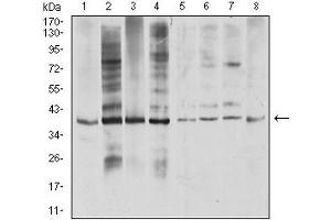 Western blot analysis using TNFSF11 mouse mAb against COS7 (1), Hela (2), U937 (3), HL-60 (4), Raji (5), Ramos (6), Jurkat (7), and SW480 (8) cell lysate. (RANKL 抗体  (AA 74-308))