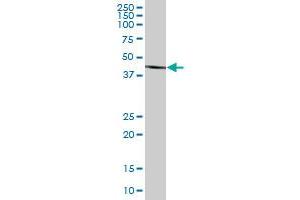 BHMT2 MaxPab polyclonal antibody. (BHMT2 抗体  (AA 1-363))