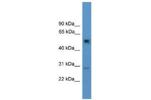 Ppp2r2c antibody used at 0. (PPP2R2C 抗体  (N-Term))