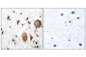 Immunohistochemistry (IHC) image for anti-Glutamate Receptor, Metabotropic 8 (GRM8) (C-Term) antibody (ABIN1848581) (GRM8 抗体  (C-Term))
