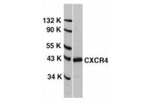 Western blot analysis of CXCR4 in HeLa whole cell lysate with AP30266PU-N CXCR4 antibody at 0. (CXCR4 抗体  (N-Term))