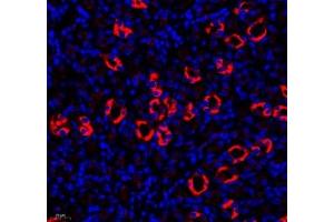 Immunofluorescence of paraffin embedded mouse kidney using MAL2 (ABIN7074549) at dilution of 1: 650 (400x lens) (MAL2 抗体)