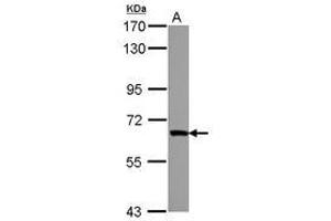Image no. 1 for anti-Zinc Finger Protein 543 (ZNF543) (AA 55-273) antibody (ABIN1501848) (ZNF543 抗体  (AA 55-273))