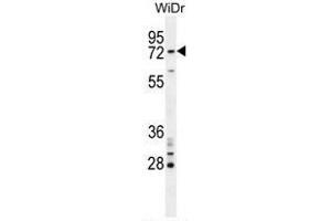 BARD1 Antibody (N-term) western blot analysis in WiDr cell line lysates (35µg/lane). (BARD1 抗体  (N-Term))