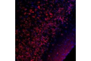 Immunostaining of CREB Ser133 (red) in mouse piriform cortex. (CREB1 抗体  (pSer133))