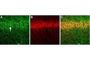 Multiplex staining of NMDAR1 and CALHM1 in mouse hippocampal CA1 regionImmunohistochemical staining of perfusion-fixed frozen mouse brain sections using Anti-NMDAR1 (GluN1) (extracellular) Antibody (ABIN7043242, ABIN7044322 and ABIN7044323), (1:200) and Anti-CALHM1-ATTO Fluor-594 Antibody (ABIN7043014), (1:60). (Glutamate Receptor, Ionotropic, N-Methyl D-Aspartate 1 (GRIN1) Peptide)