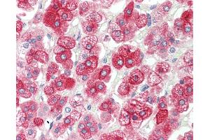 Immunohistochemistry (IHC) image for anti-Potassium Inwardly-Rectifying Channel, Subfamily J, Member 13 (KCNJ13) (AA 67-95) antibody (ABIN1907135)