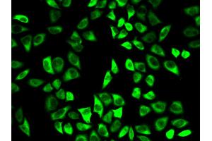 Immunofluorescence analysis of HeLa cell using PRDX6 antibody.