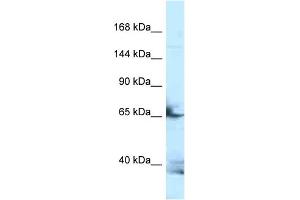 Western Blotting (WB) image for anti-Follistatin-Like 4 (FSTL4) (N-Term) antibody (ABIN2789257) (FSTL4 抗体  (N-Term))