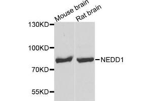Western Blotting (WB) image for anti-Neural Precursor Cell Expressed, Developmentally Down-Regulated 1 (NEDD1) (AA 411-660) antibody (ABIN1681008) (NEDD1 抗体  (AA 411-660))