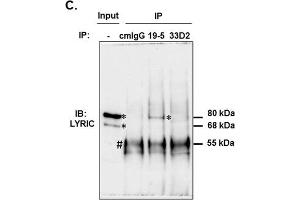 Western Blotting (WB) image for anti-Metadherin (MTDH) antibody (ABIN2854801)