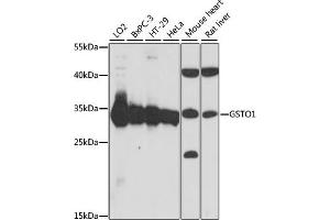 Western blot analysis of extracts of various cell lines, using GSTO1 antibody  at 1:1000 dilution. (GSTO1 抗体  (AA 1-241))