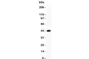 Western blot testing of C/EBP beta antibody and recombinant human protein (0. (CEBPB 抗体  (AA 1-200))