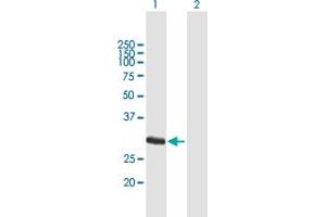 Western Blot analysis of FCN1 expression in transfected 293T cell line by FCN1 MaxPab polyclonal antibody. (FCN1 抗体  (AA 1-326))
