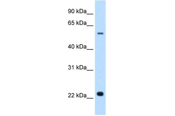 Solute Carrier Family 17 (Acidic Sugar Transporter), Member 5 (SLC17A5) (N-Term) anticorps