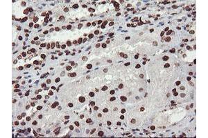 Image no. 7 for anti-F-Box Protein 21 (FBXO21) antibody (ABIN1498233) (FBXO21 抗体)