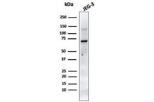 Western Blot Analysis of JEG-3 cell lysate using PLAP MAb (PL8-F6). (PLAP 抗体)